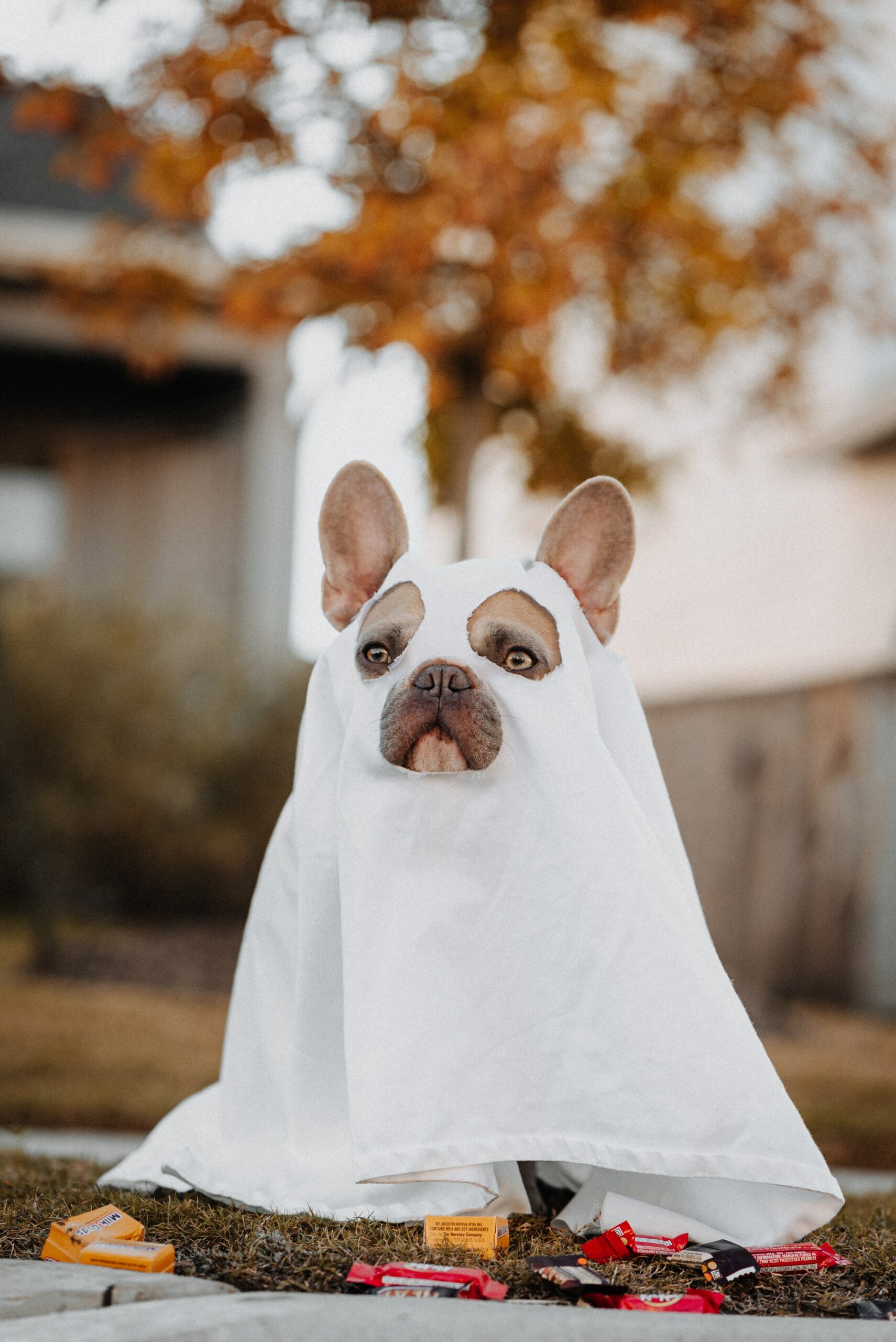 Brève : un chien vole des Bonbons! – Blue&Gold